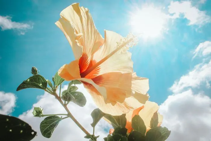 Blooming Flower In A Sunny Weather 