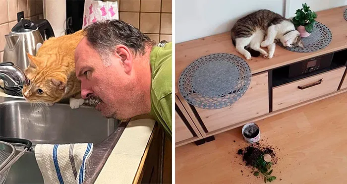 "Cats Who Share One Braincell": 50 Cats That Don't Seem Very Smart (New Pics)