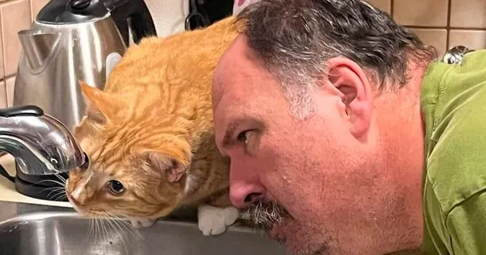 "Cats Who Share One Braincell": 50 Cats That Don't Seem Very Smart (New Pics)