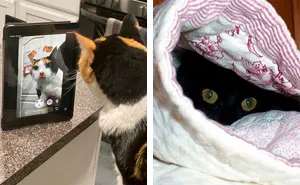 "Cats Who Share One Braincell": 50 Cats That Don't Seem Very Smart (New Pics)