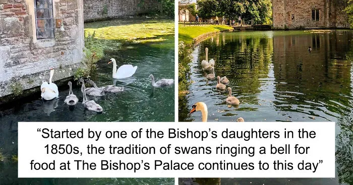 Bishop Palace Swans Ring The Palace Bells Whenever They Want Treats