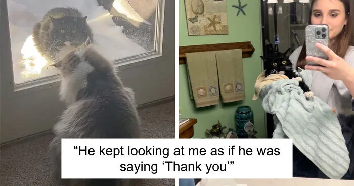 Determined Stray Comes To A Family On A Daily Basis Until They Adopt Him