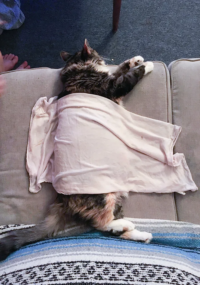It's So Hot In San Francisco That My Cat, Who Hates Water And Anything On Her, Let Us Put This Wet Towel Over Her