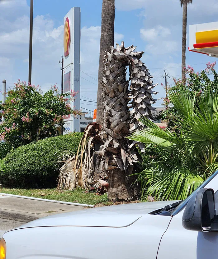 You Know It's Hot When The Palm Trees Melt