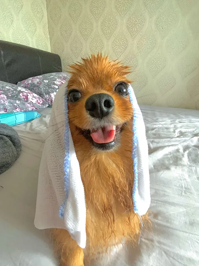 Keeping My Pupper Cool During This Heatwave