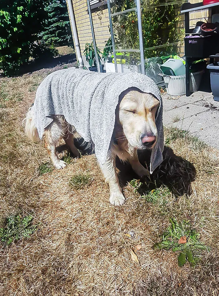 Murphy's Having A Hard Time In The Heatwave Here In Denmark