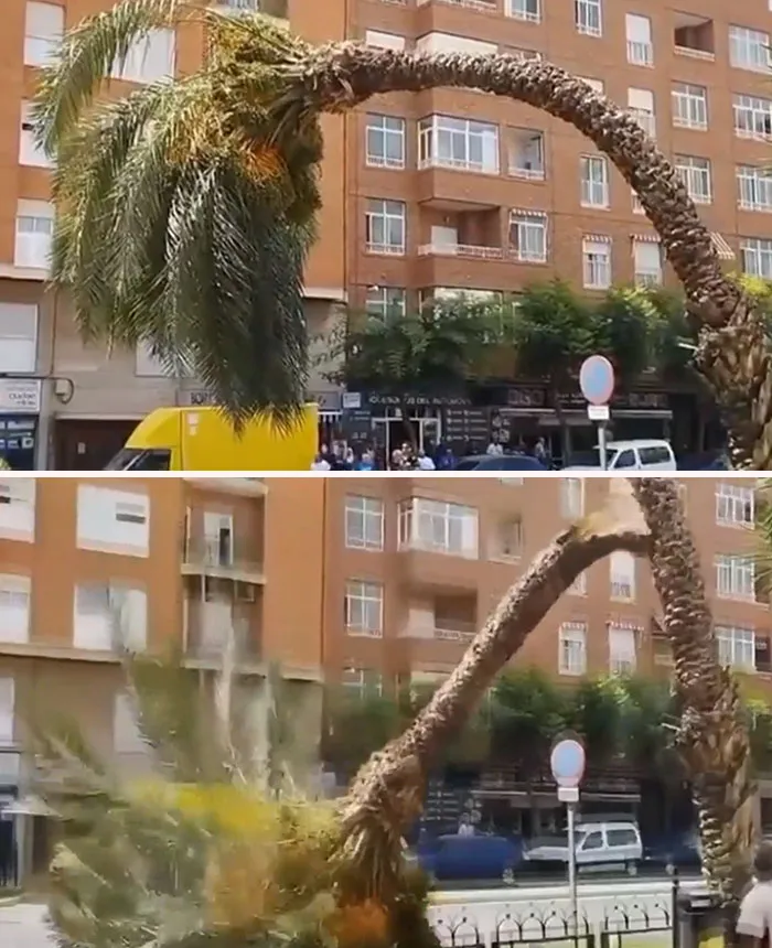 Palm Tree Falls In Spain Due To The Excessive Temperatures Of Nearly 45 Degrees