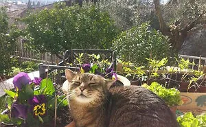 33 Compelling Reasons “Why You Should Get A Cat”