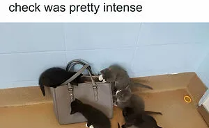 45 Funny And Polite Memes That Don't Laugh At Anyone's Expense, As Shared By This Facebook Page