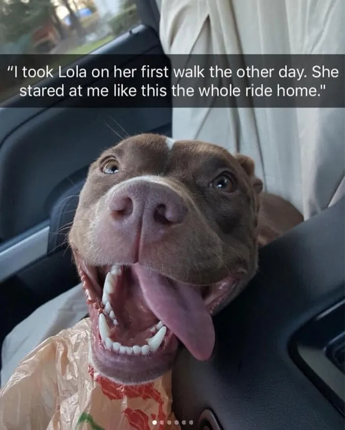 Happy dog in a car with a big smile, captioned about her first walk, making you smile.