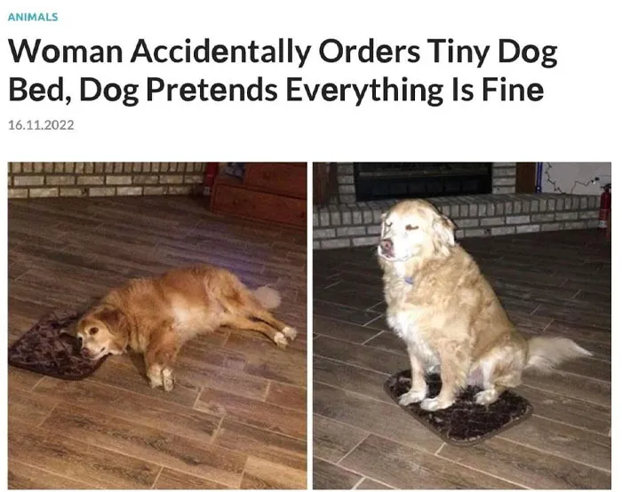 Golden retriever humorously using a tiny dog bed, showcasing a funny dog meme.