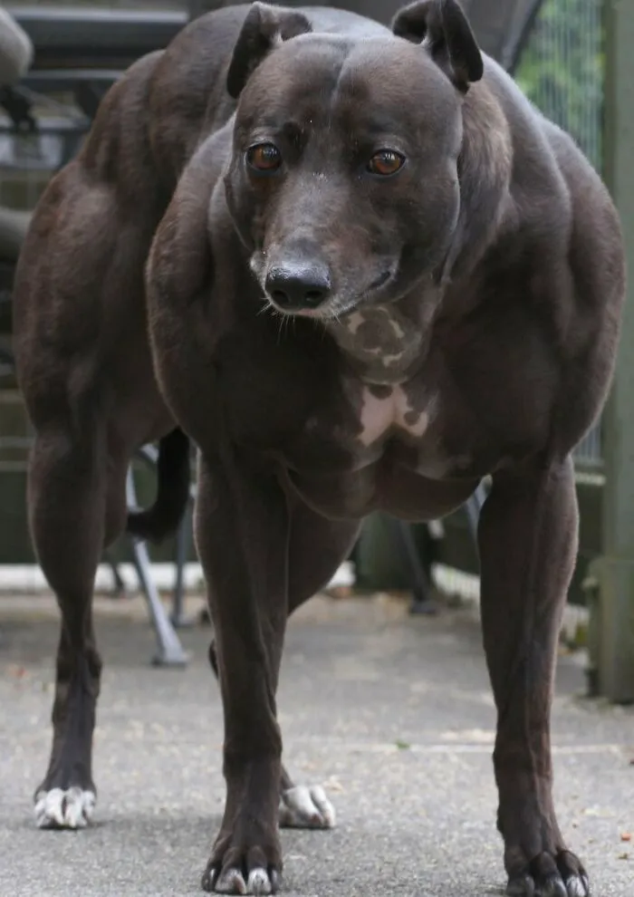 Perro con deficiencia de miostatina, lo que hace que sus músculos crezcan sin restricción
