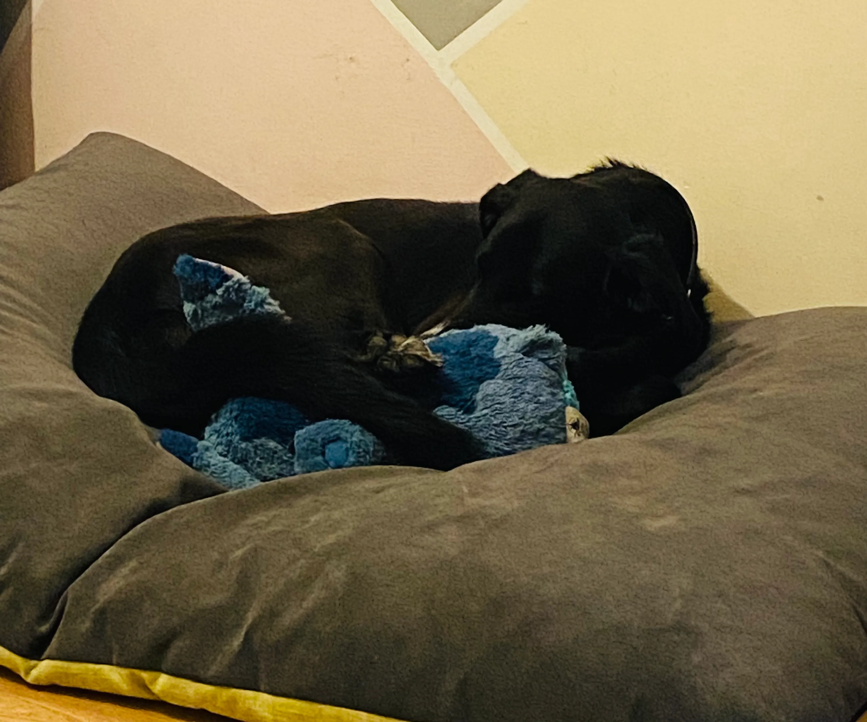 Pandas Show Me Your Pets Loving Their Plushies