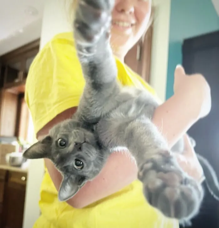 My Cat Evan When He Was A Kitten