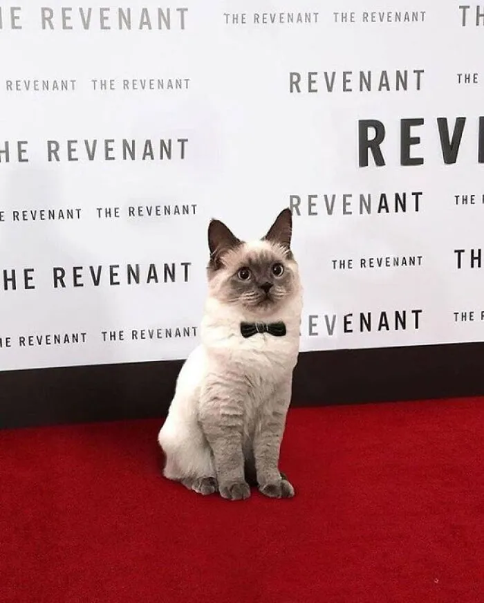 33 Compelling Reasons “Why You Should Get A Cat”