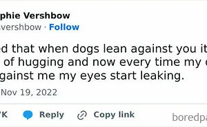 50 Dog Memes Guaranteed To Make You Smile