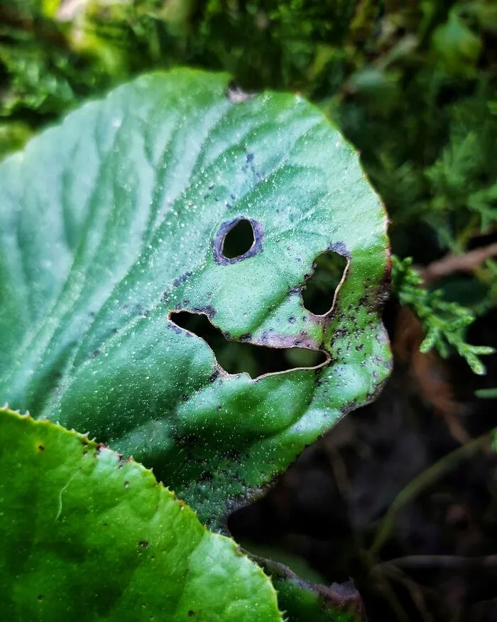 Cheerful Greenery