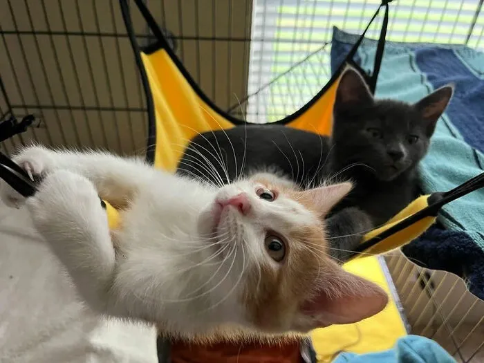 Finally Adopted Some Kitties Since Wanting Them All My Life. I Haven't Felt This Happy In A Long While