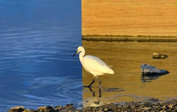 Foto auténtica del fotógrafo Keinichi Ohno. El ave está al borde y el reflejo crea una ilusión óptica