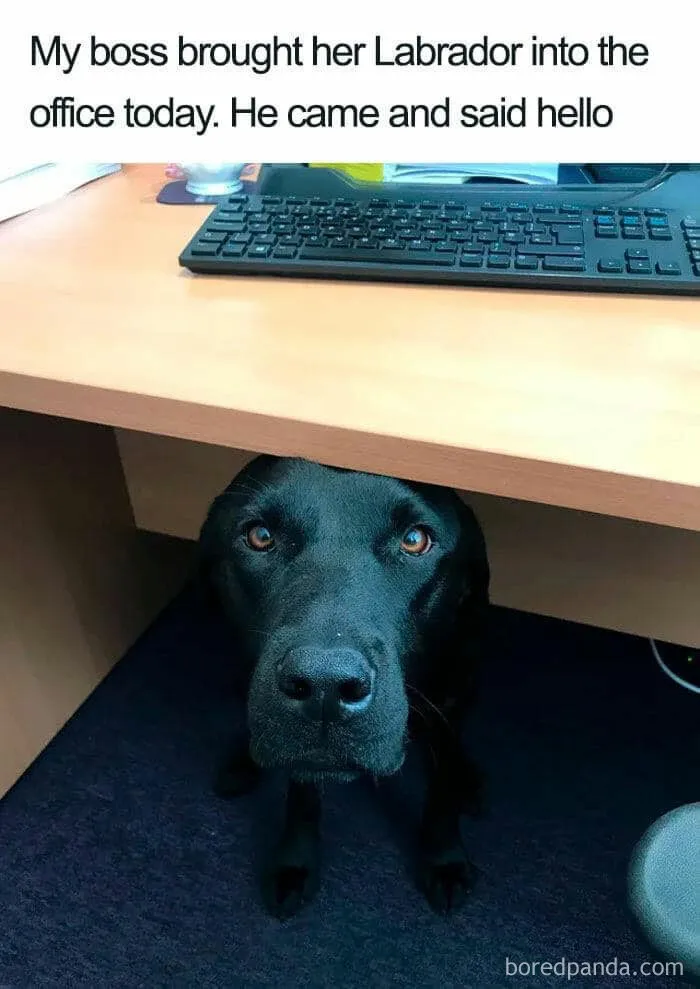 A Labrador peeks from under an office desk, bringing smiles with its cute dog meme charm.