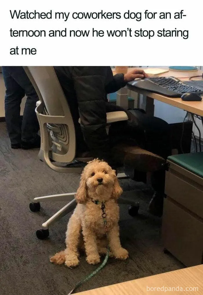Office dog meme showing a cute dog sitting by a desk, staring intently at a coworker.