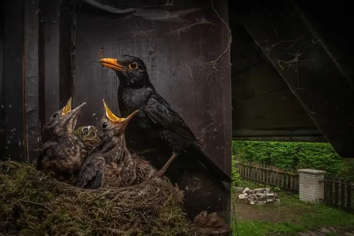 “Caring Parent”, Igor Mikula