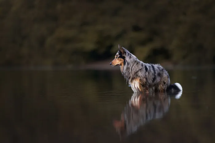 I Am A Dog Photographer Who Strives To Capture Each Dog's Personality (28 New Pics)