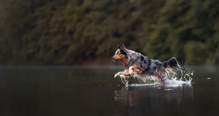 I Am A Dog Photographer Who Strives To Capture Each Dog's Personality (28 New Pics)