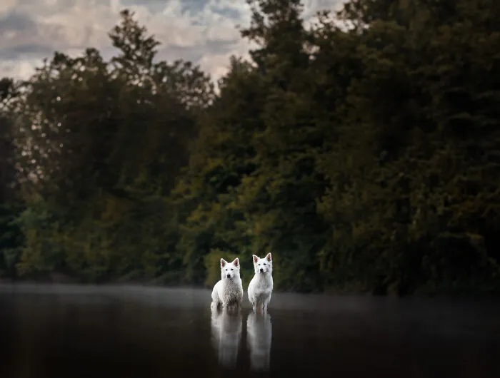 I Am A Dog Photographer Who Strives To Capture Each Dog's Personality (28 New Pics)