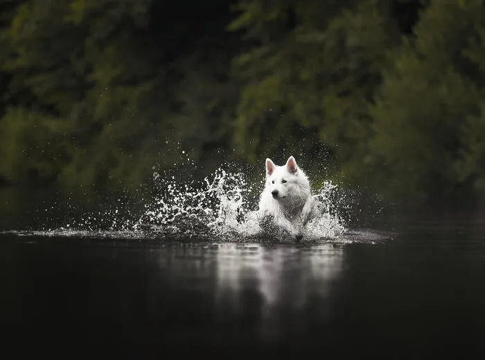I Am A Dog Photographer Who Strives To Capture Each Dog's Personality (28 New Pics)