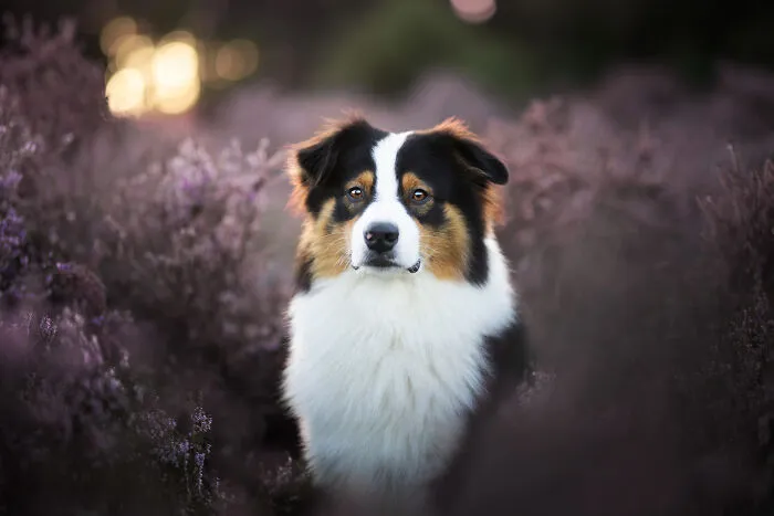I Am A Dog Photographer Who Strives To Capture Each Dog's Personality (28 New Pics)