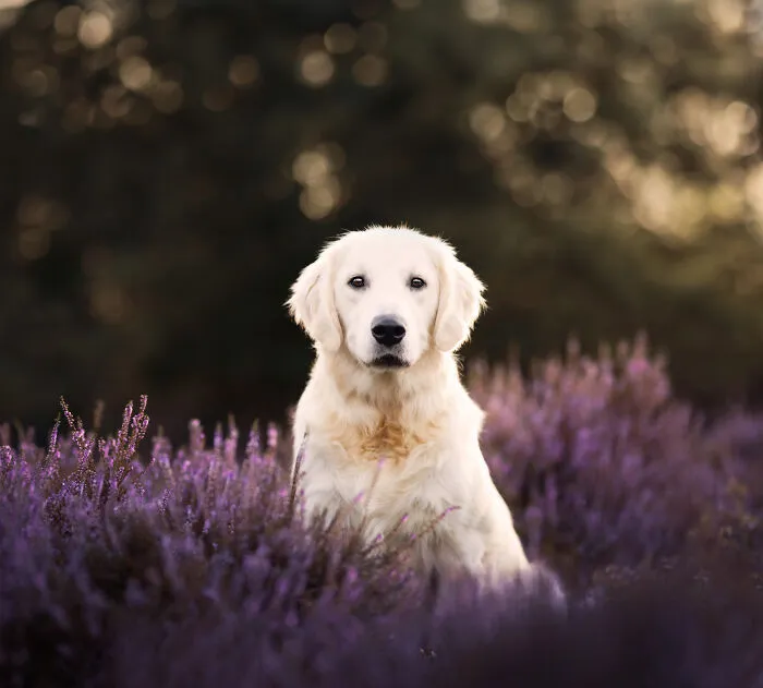 I Am A Dog Photographer Who Strives To Capture Each Dog's Personality (28 New Pics)