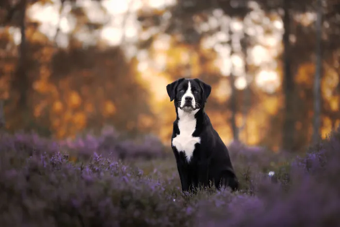 I Am A Dog Photographer Who Strives To Capture Each Dog's Personality (28 New Pics)