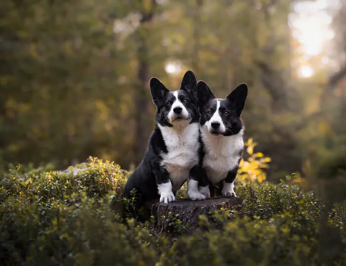 I Am A Dog Photographer Who Strives To Capture Each Dog's Personality (28 New Pics)