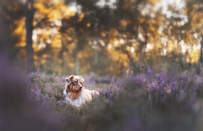 I Am A Dog Photographer Who Strives To Capture Each Dog's Personality (28 New Pics)