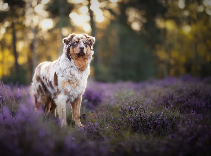 I Am A Dog Photographer Who Strives To Capture Each Dog's Personality (28 New Pics)