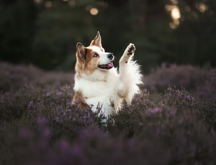 I Am A Dog Photographer Who Strives To Capture Each Dog's Personality (28 New Pics)
