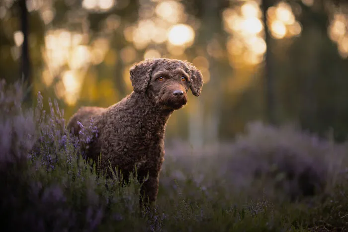 I Am A Dog Photographer Who Strives To Capture Each Dog's Personality (28 New Pics)
