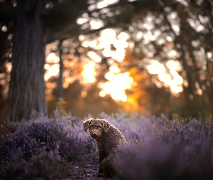 I Am A Dog Photographer Who Strives To Capture Each Dog's Personality (28 New Pics)