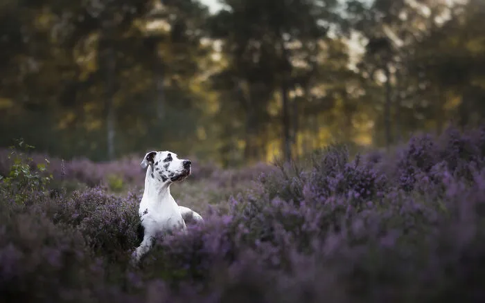 I Am A Dog Photographer Who Strives To Capture Each Dog's Personality (28 New Pics)