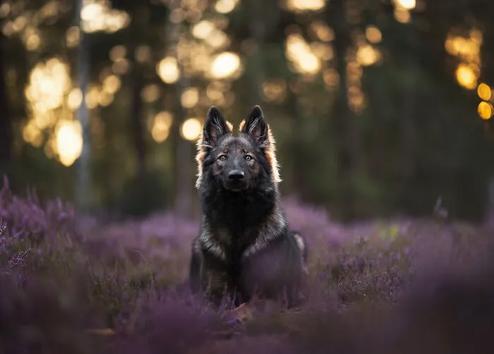 I Am A Dog Photographer Who Strives To Capture Each Dog's Personality (28 New Pics)