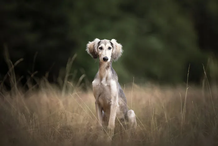 I Am A Dog Photographer Who Strives To Capture Each Dog's Personality (28 New Pics)