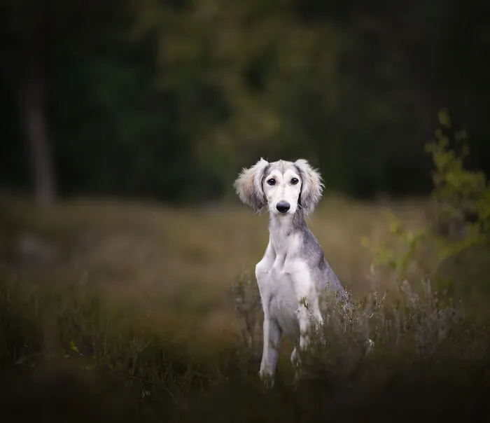 I Am A Dog Photographer Who Strives To Capture Each Dog's Personality (28 New Pics)