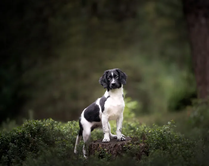 I Am A Dog Photographer Who Strives To Capture Each Dog's Personality (28 New Pics)