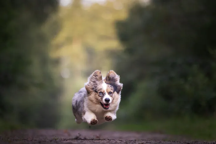 I Am A Dog Photographer Who Strives To Capture Each Dog's Personality (28 New Pics)