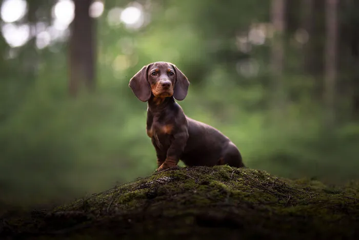 I Am A Dog Photographer Who Strives To Capture Each Dog's Personality (28 New Pics)