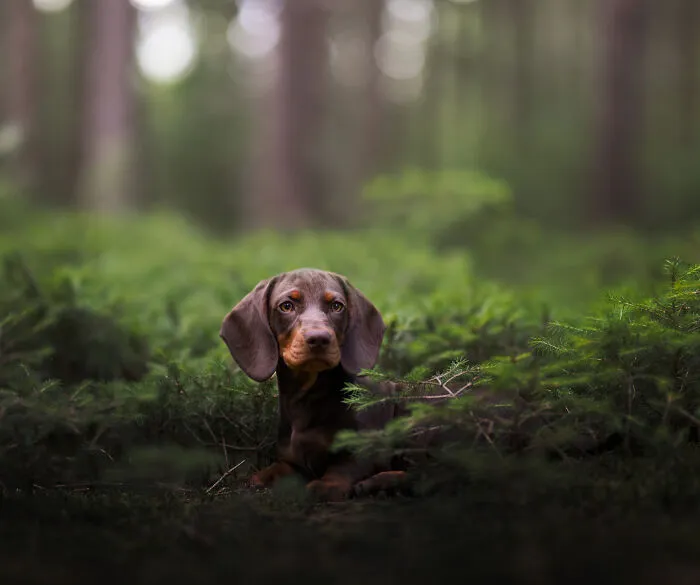 I Am A Dog Photographer Who Strives To Capture Each Dog's Personality (28 New Pics)