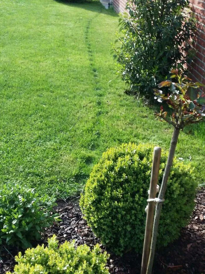 El gato de mis padres siempre toma el mismo camino por el jardín