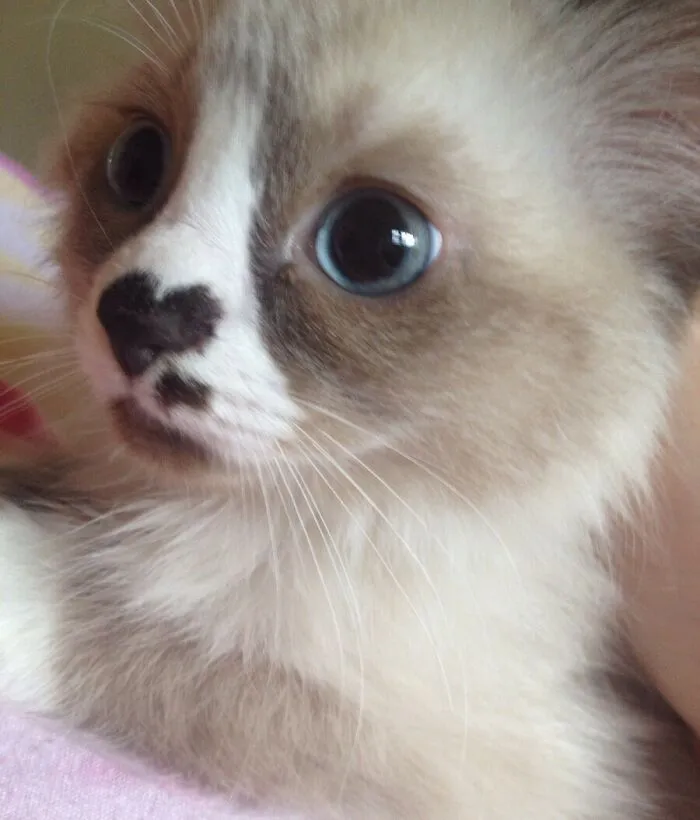 My New Kitten