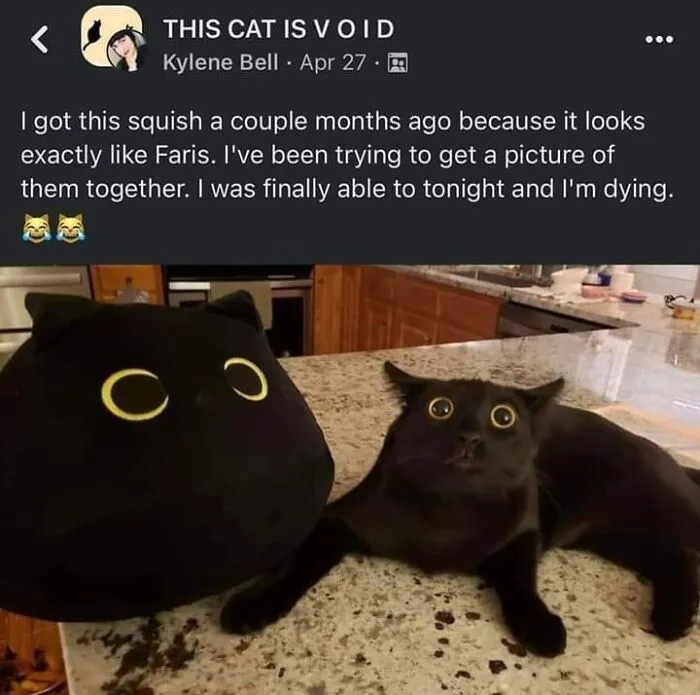 50 Cat Memes Any Cat Lover Would Appreciate